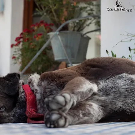 Morlimon 阿拉恰特